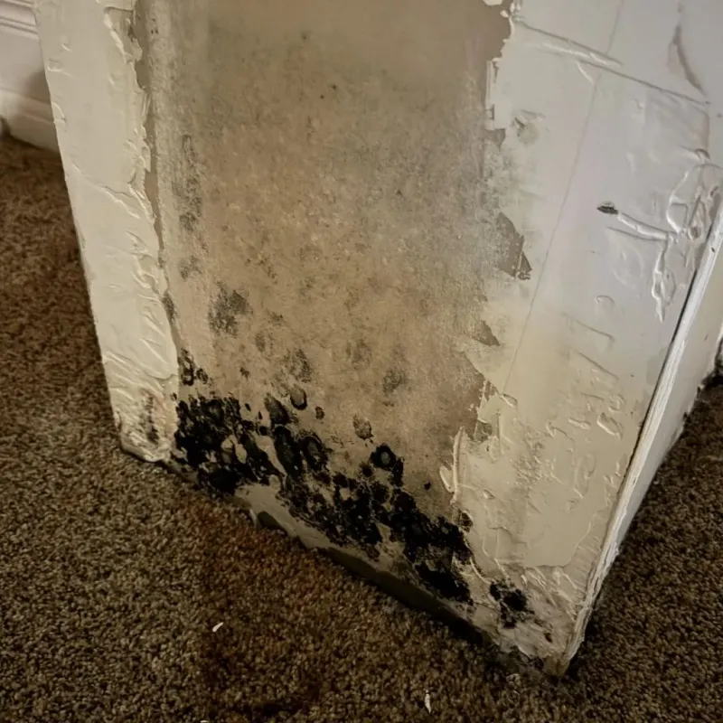 Professional Mold Removal in Jackson County, IL